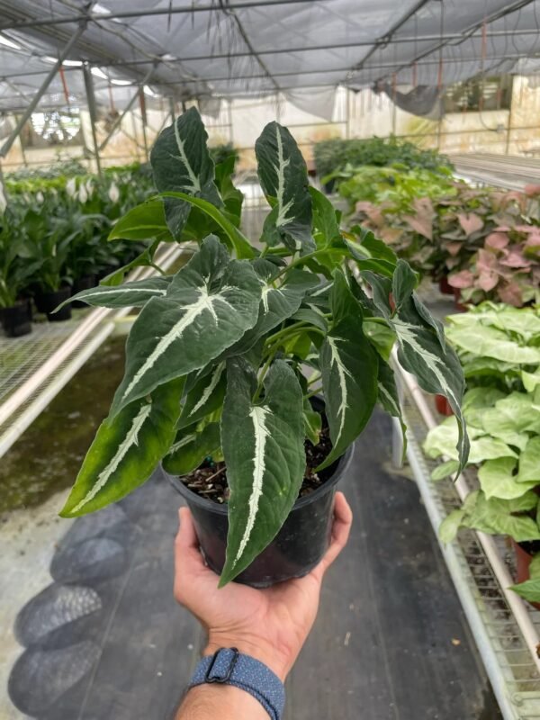Syngonium wendlandii ‘Black Velvet’ - Unique Indoor Plant with Dark Leaves - Image 5