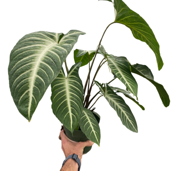 Xanthosoma ‘Lendenii’ - Stunning Angel Wing Plant for Easy Care and Beauty