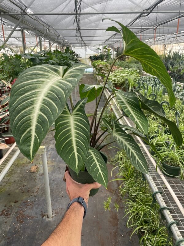 Xanthosoma ‘Lendenii’ - Stunning Angel Wing Plant for Easy Care and Beauty - Image 2
