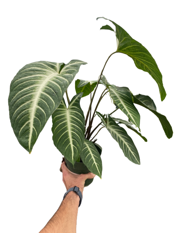 Xanthosoma ‘Lendenii’ - Stunning Angel Wing Plant for Easy Care and Beauty - Image 4