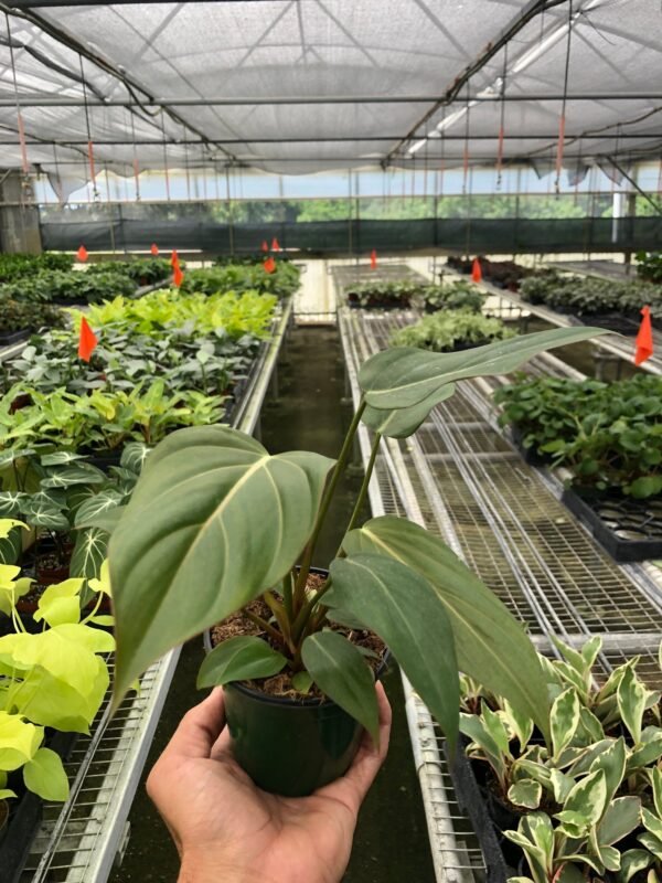 Philodendron ‘Summer Glory’ - Unique Hybrid with Reddish Bronze Foliage - Image 4