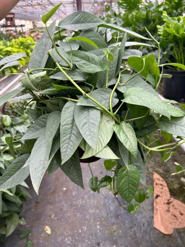 Cebu Blue Pothos Plant - Stunning Epipremnum Pinnatum for Home Decor - Image 5