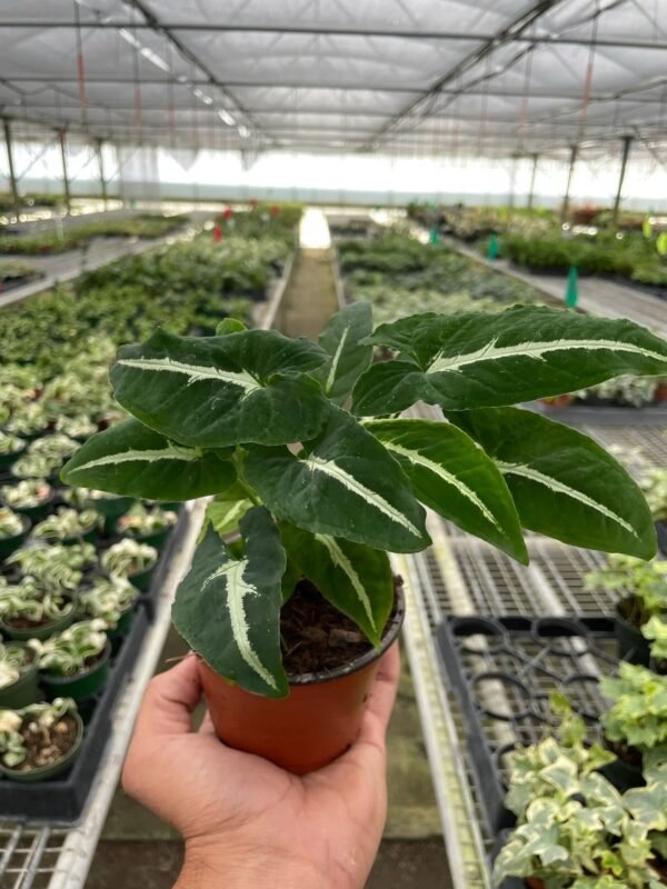 Syngonium wendlandii ‘Black Velvet’ - Unique Indoor Plant with Dark Leaves - Image 4