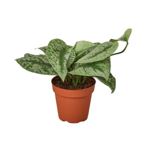Scindapsus Pictus ‘Exotica’ - 6” Pot | Large-Leaf Silver Pothos Plant