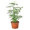Dwarf Umbrella Tree Schefflera Arboricola Indoor Plant Easy Care Houseplant - Image 4
