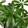 Dwarf Umbrella Tree Schefflera Arboricola Indoor Plant Easy Care Houseplant - Image 2