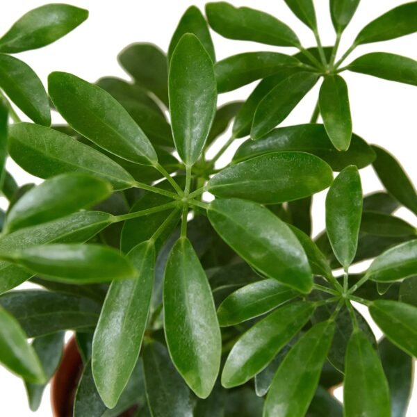 Dwarf Umbrella Tree Schefflera Arboricola Indoor Plant Easy Care Houseplant - Image 2