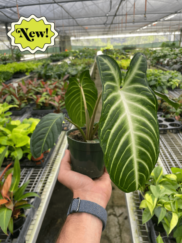Xanthosoma ‘Lendenii’ - Stunning Angel Wing Plant for Easy Care and Beauty - Image 3