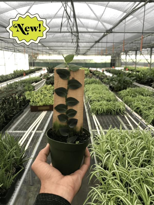 Rare Rhaphidophora ‘Hayi’ Shingle Plant - Tropical Climbing Houseplant - Image 4