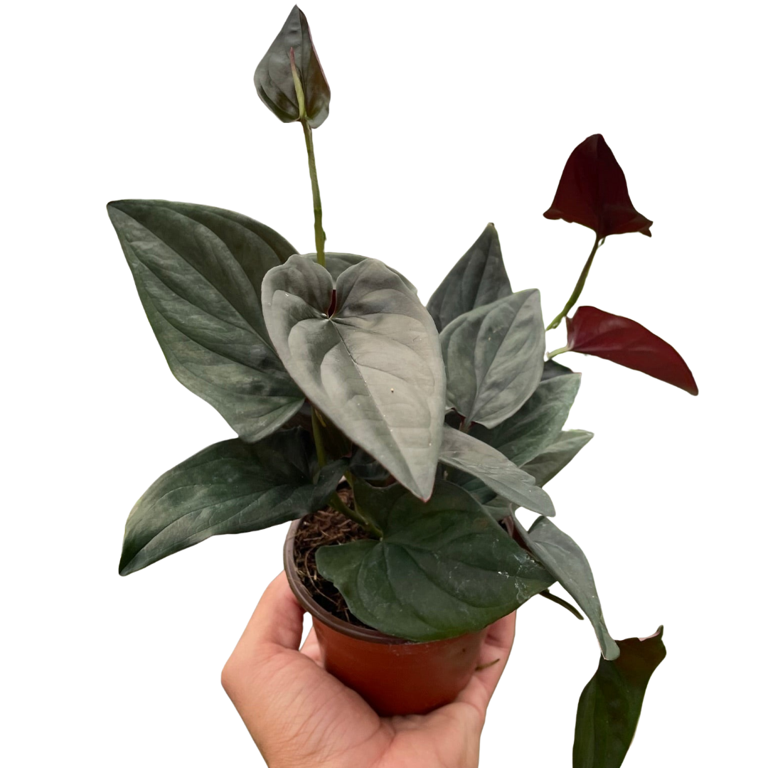 Syngonium Red Arrow Plant - Arrowhead Vine Houseplant with Vibrant Leaves Syngonium 'Red Arrow'