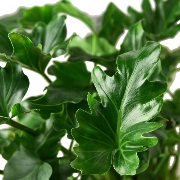 Philodendron ‘Little Hope' - Image 2