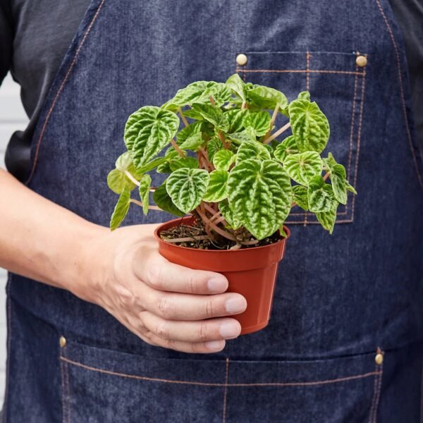 Peperomia 'Ripple' - Image 3