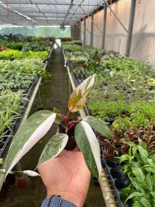 Philodendron 'Pink Princess' - Image 9