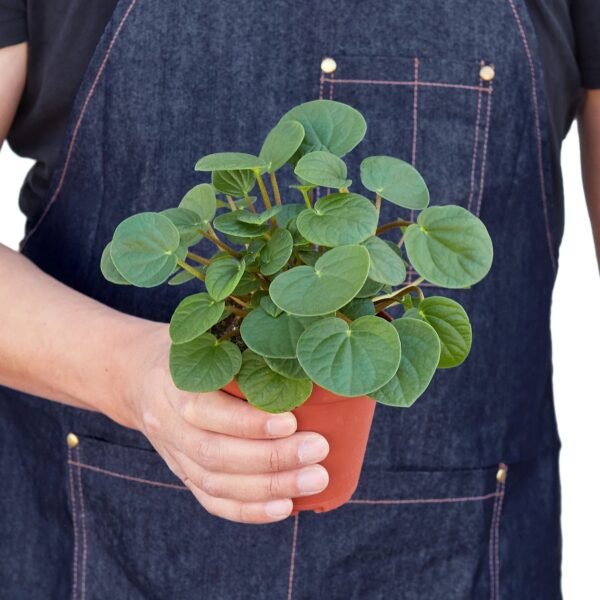 Peperomia 'Rana Verde' - Image 3