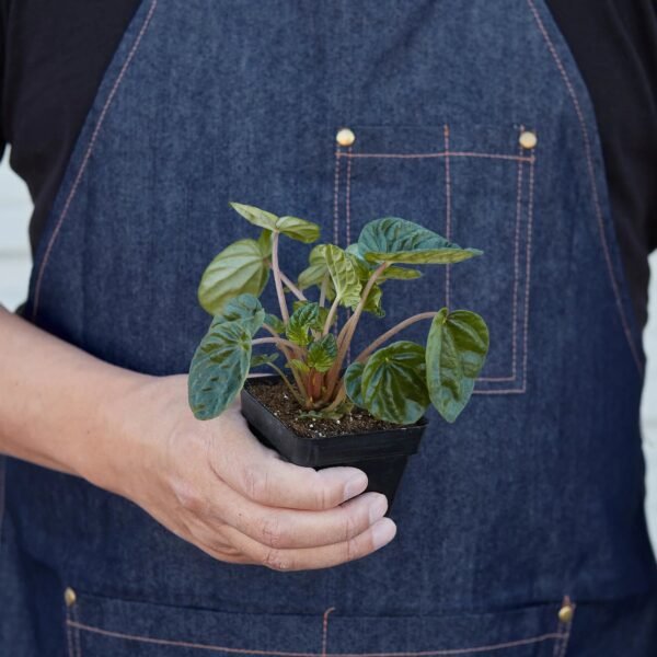 Peperomia 'Ripple' - Image 7