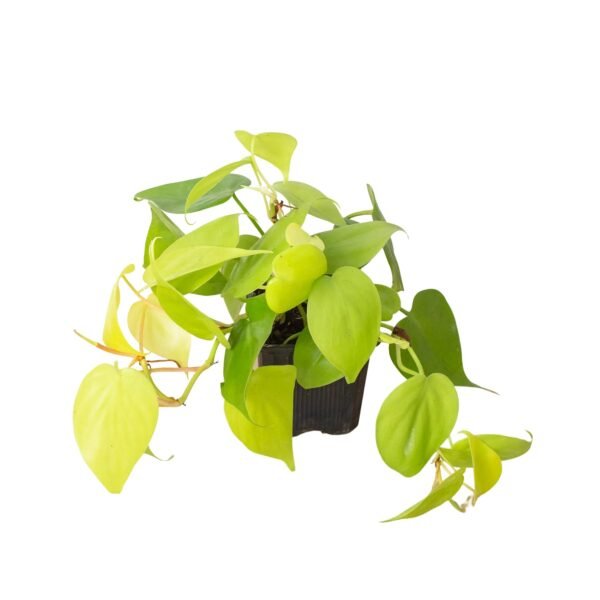 Philodendron 'Neon' - Image 4