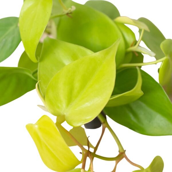 Philodendron 'Neon' - Image 5