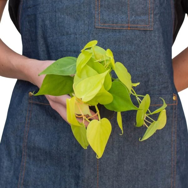 Philodendron 'Neon' - Image 6