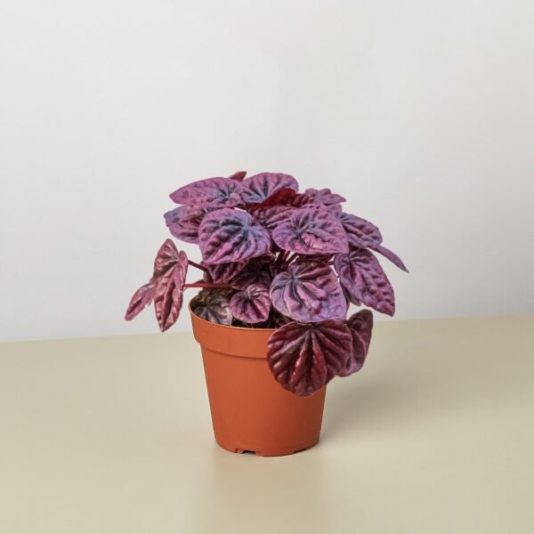 Peperomia 'Ripple Red' - Image 2