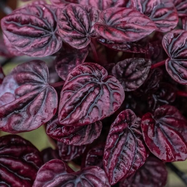 Peperomia 'Ripple Red' - Image 3