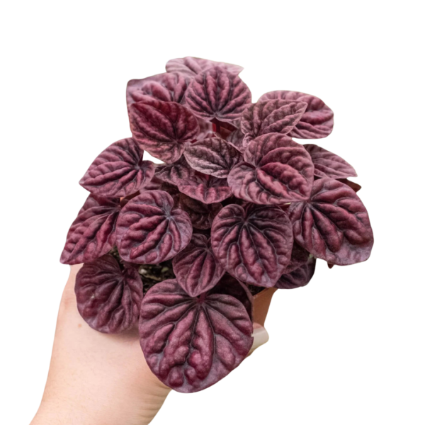 Peperomia 'Ripple Red'
