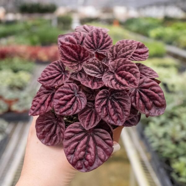 Peperomia 'Ripple Red' - Image 4