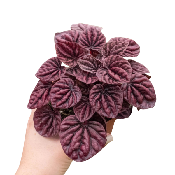 Peperomia 'Ripple Red' - Image 5