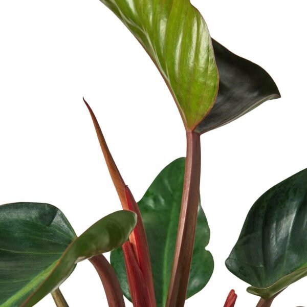 Philodendron 'Congo Rojo' - Image 3
