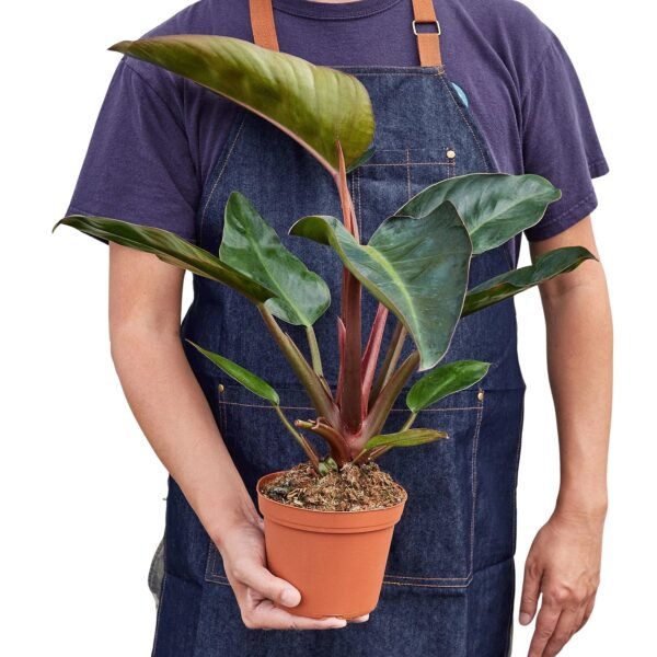 Philodendron 'Congo Rojo' - Image 4