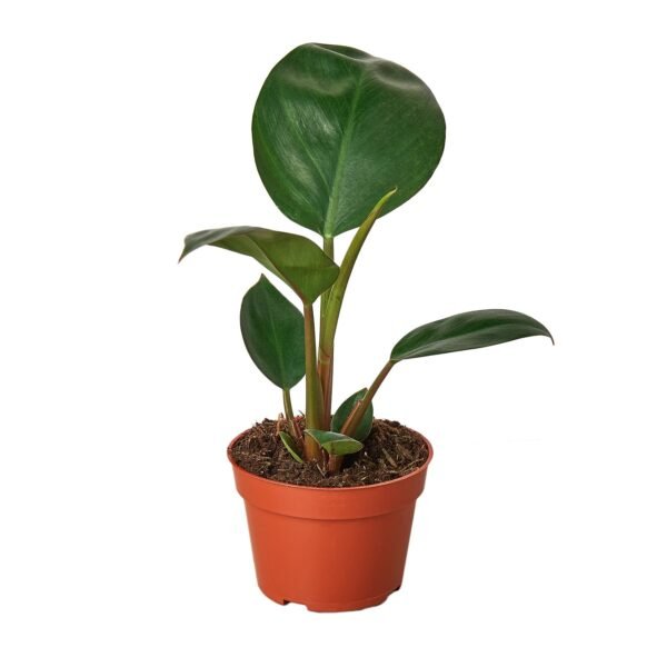 Philodendron 'Congo Rojo' - Image 2