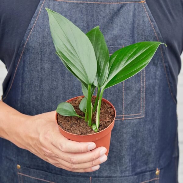 Philodendron 'Dragon Tail' - Image 4