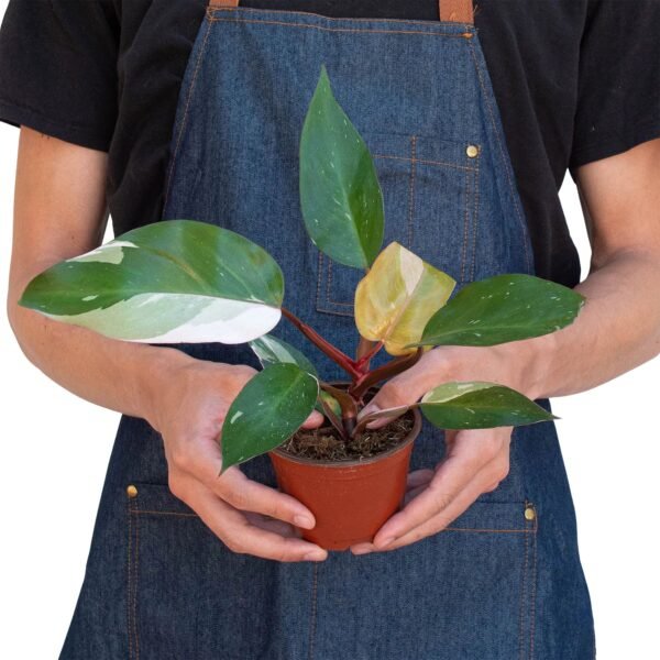 Philodendron 'Pink Princess' - Image 7