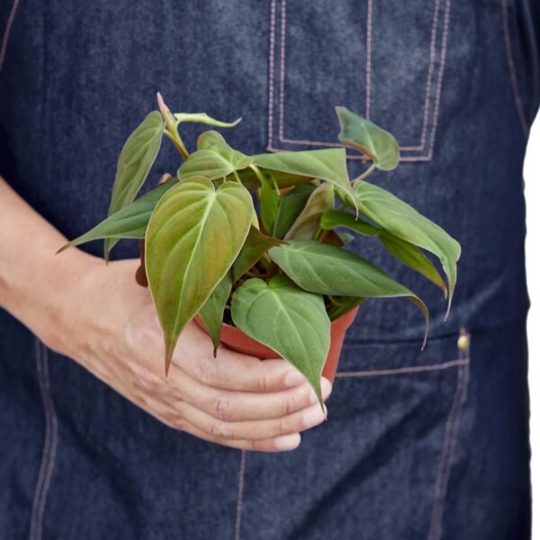 Philodendron 'Velvet' - Image 3