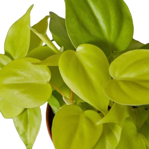 Philodendron 'Neon' - Image 2
