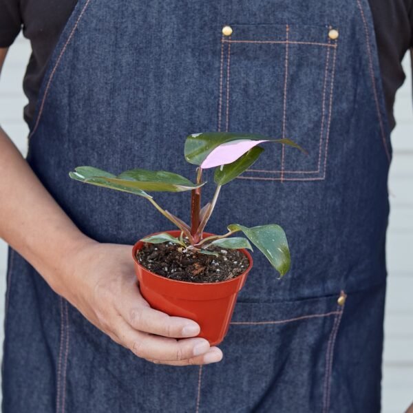 Philodendron 'Pink Princess' - Image 3