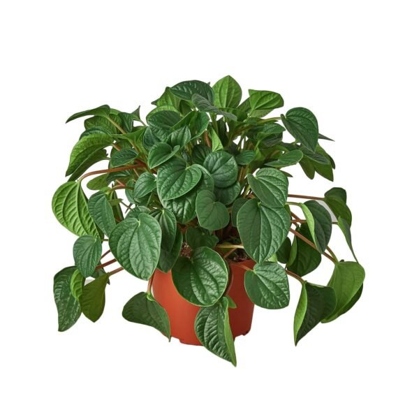 Peperomia 'Rana Verde' - Image 4