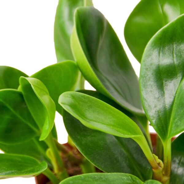 Peperomia Thailand - Image 2