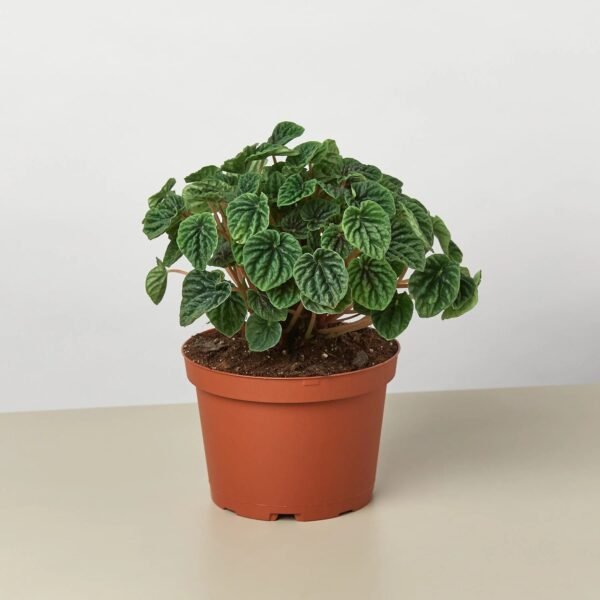 Peperomia 'Ripple' - Image 4