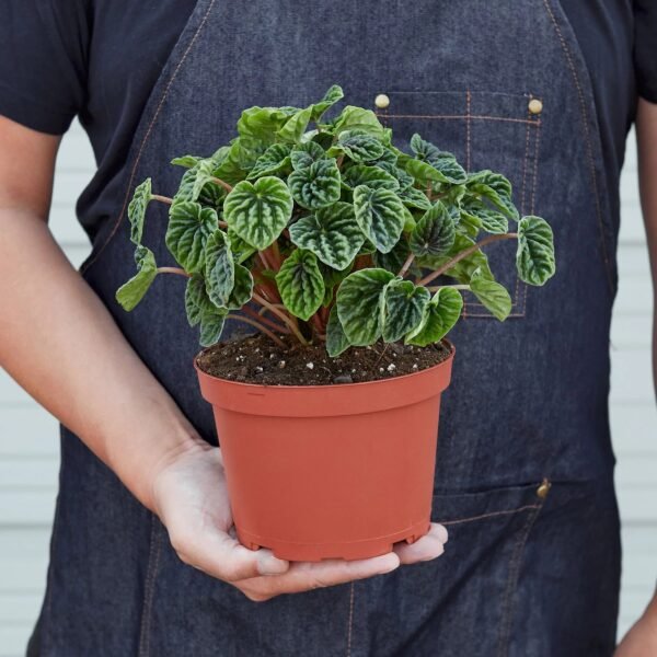 Peperomia 'Ripple' - Image 5