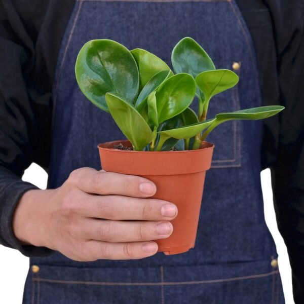 Peperomia Thailand - Image 3