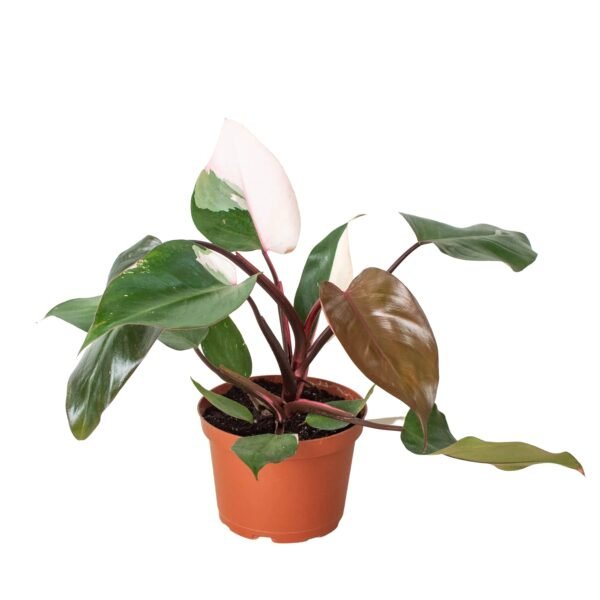 Philodendron 'Pink Princess' - Image 4