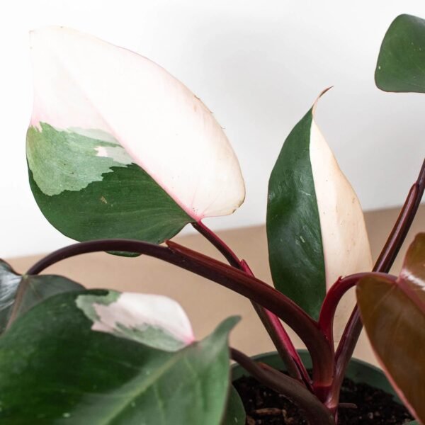 Philodendron 'Pink Princess' - Image 5