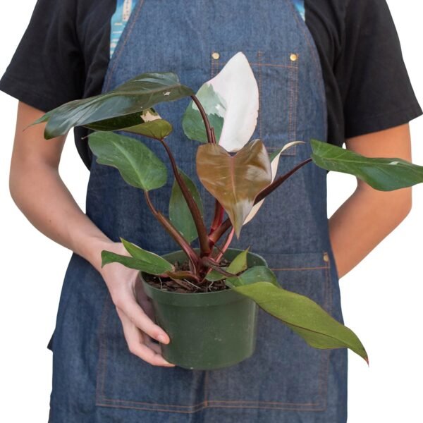 Philodendron 'Pink Princess' - Image 6