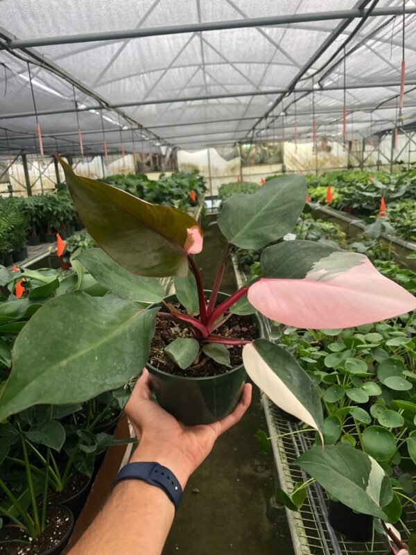 Philodendron 'Pink Princess' - Image 8