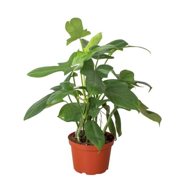 Philodendron 'Silver Sword' - Image 3