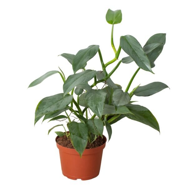 Philodendron 'Silver Sword' - Image 8