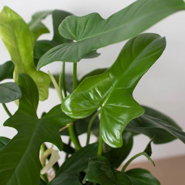 Philodendron 'Silver Sword' - Image 4