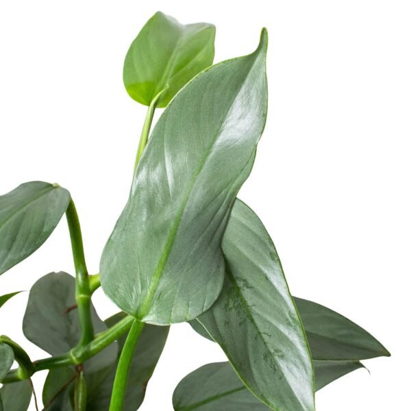 Philodendron 'Silver Sword' - Image 7