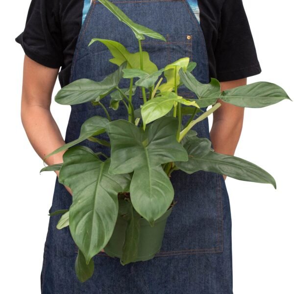 Philodendron 'Silver Sword' - Image 6