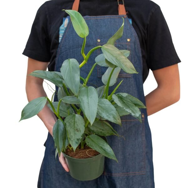 Philodendron 'Silver Sword' - Image 9